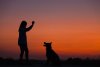 New Research on Paralyzed Dogs & Chiropractic