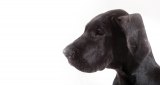 New Chiropractic Research on Dogs with Tremors New Chiropractic Research on Dogs with Tremors
