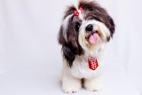 New Research on Paralyzed Dogs New Research on Paralyzed Dogs