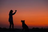 New Research on Paralyzed Dogs & Chiropractic