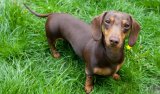 New Research Sheds Light on Dogs & Chiropractic New Research Sheds Light on Dogs & Chiropractic