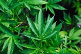 Oklahoma & New Hampshire Respond to CBD Questions Oklahoma & New Hampshire Respond to CBD Questions