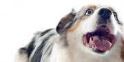 New Research on Chiropractic for Dogs New Research on Chiropractic for Dogs