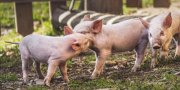 New Research: Chiropractic Improves Speed to Harvest & Feed Efficiency in Pigs New Research: Chiropractic Improves Speed to Harvest & Feed Efficiency in Pigs